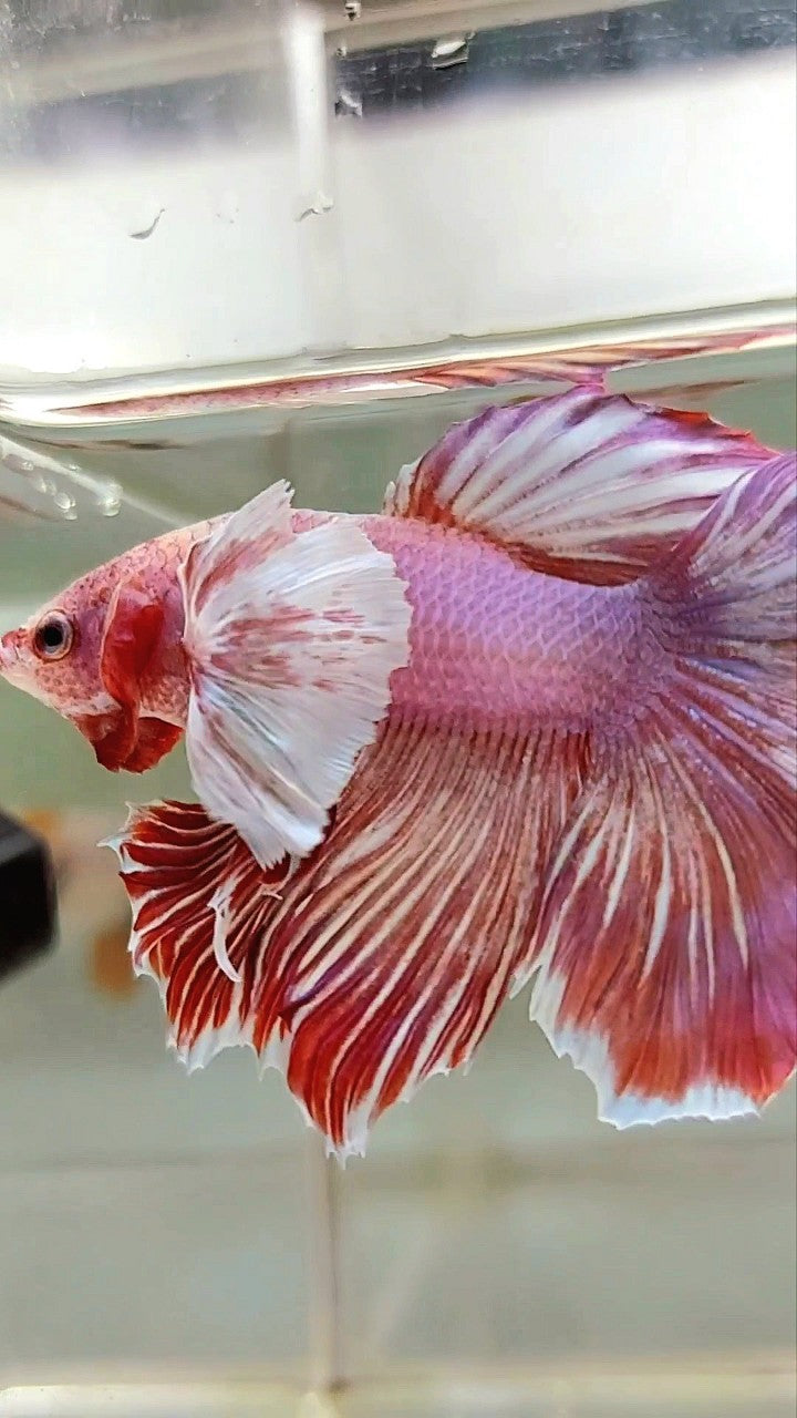 HALFMOON DUMBO OHR ROT MAGENTA MUSTER BETTA FISCH