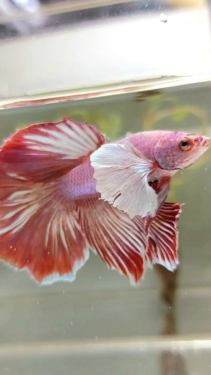 HALFMOON DUMBO EAR RED MAGENTA PATTERN BETTA FISH