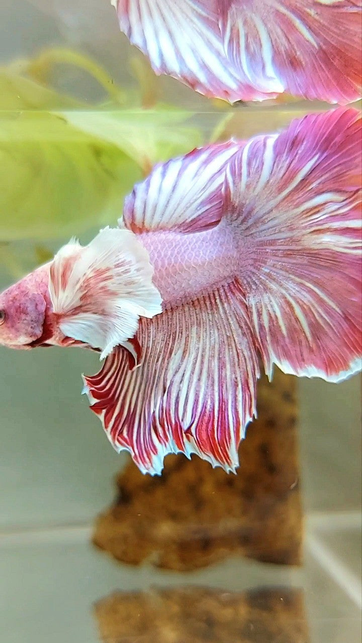 HALFMOON DUMBO EAR RED MAGENTA PATTERN BETTA FISH