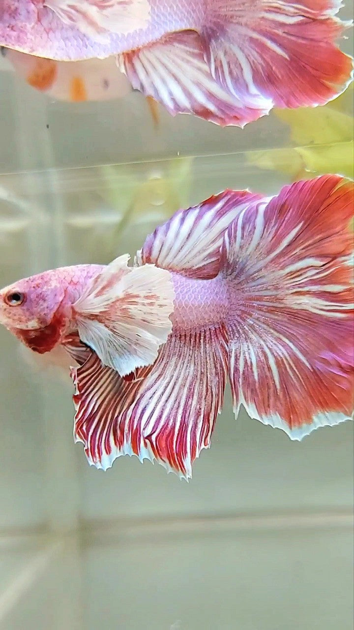 HALFMOON DUMBO OHR ROT MAGENTA MUSTER BETTA FISCH