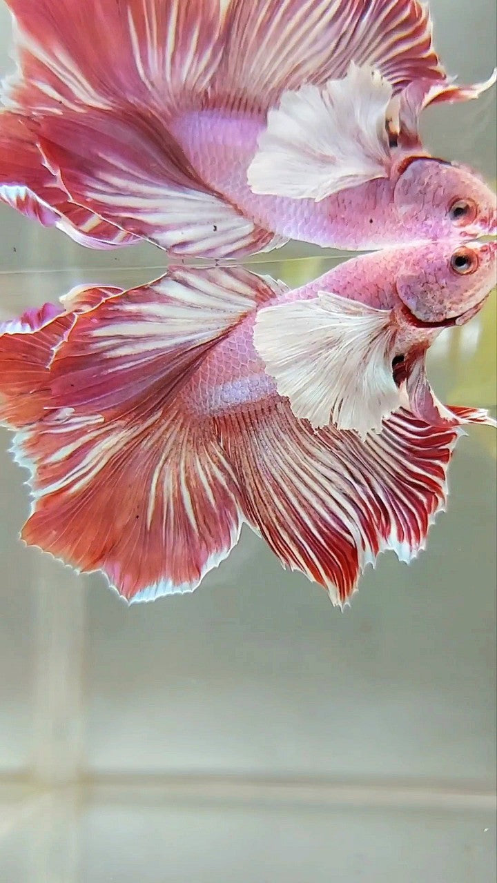 HALFMOON DUMBO EAR RED MAGENTA PATTERN BETTA FISH