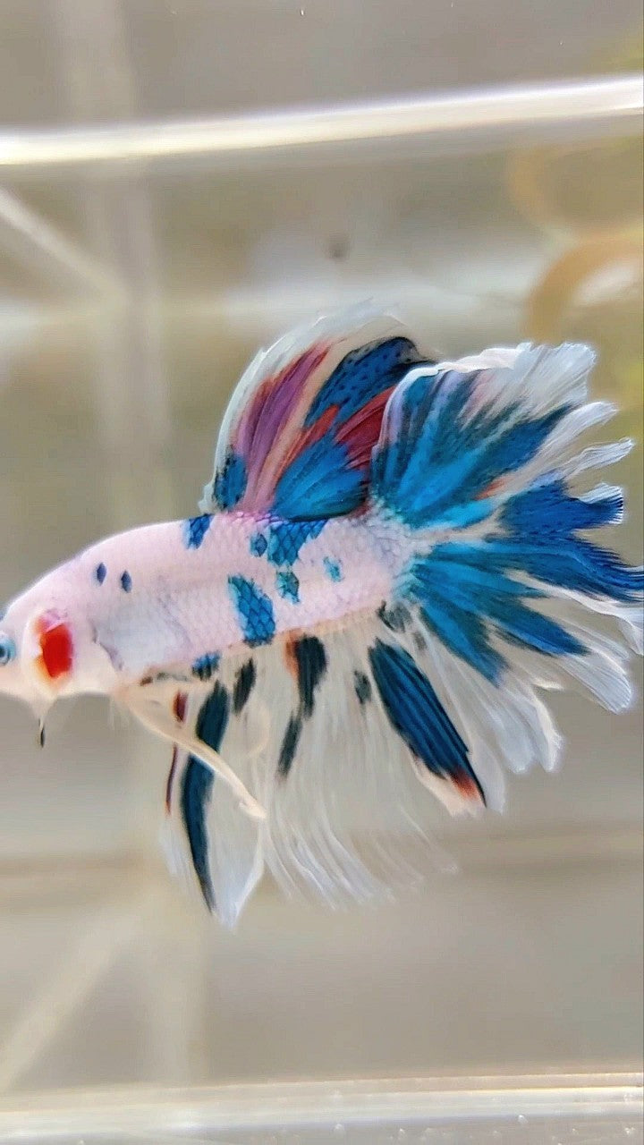 HALFMOON ROSETAIL BLUE MARBLE MULTICOLOR BETTA FISH