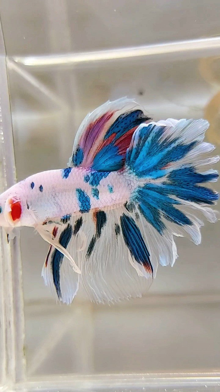 HALFMOON ROSETAIL BLAUER MARMOR MEHRFARBIGER BETTA-FISCH