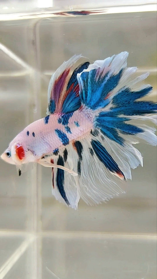 HALFMOON ROSETAIL BLUE MARBLE MULTICOLOR BETTA FISH