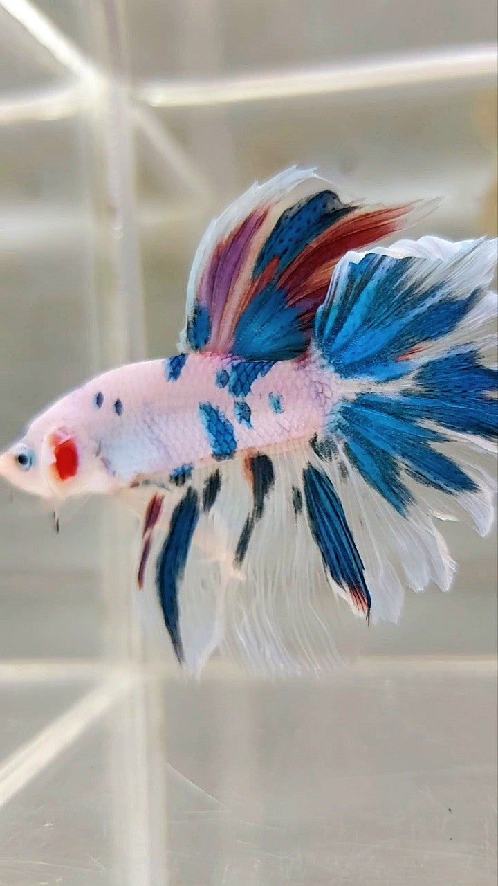 HALFMOON ROSETAIL BLAUER MARMOR MEHRFARBIGER BETTA-FISCH