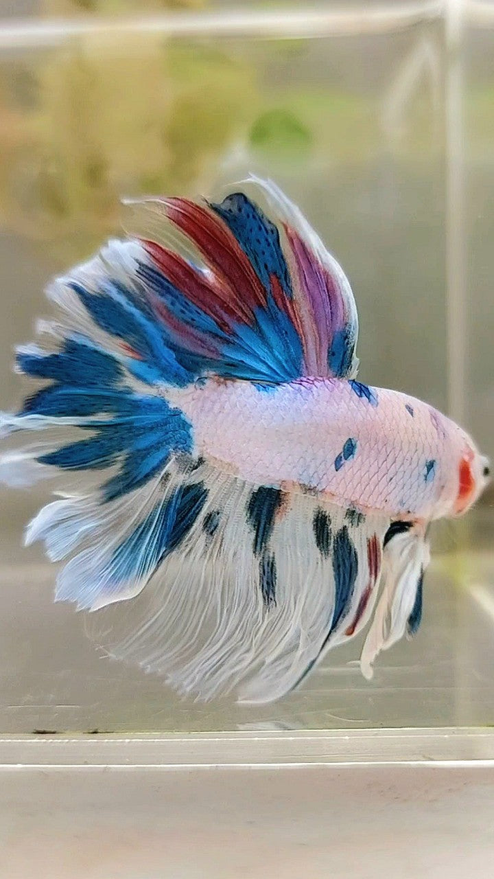 HALFMOON ROSETAIL BLAUER MARMOR MEHRFARBIGER BETTA-FISCH