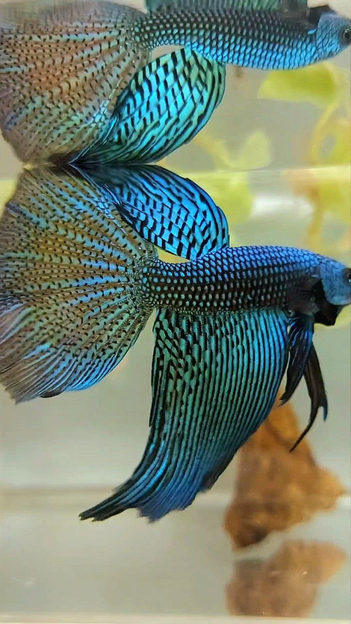 LUXURY XL HALFMOON ALIEN GREEN-BLUE HYBRID WILD BETTA FISH