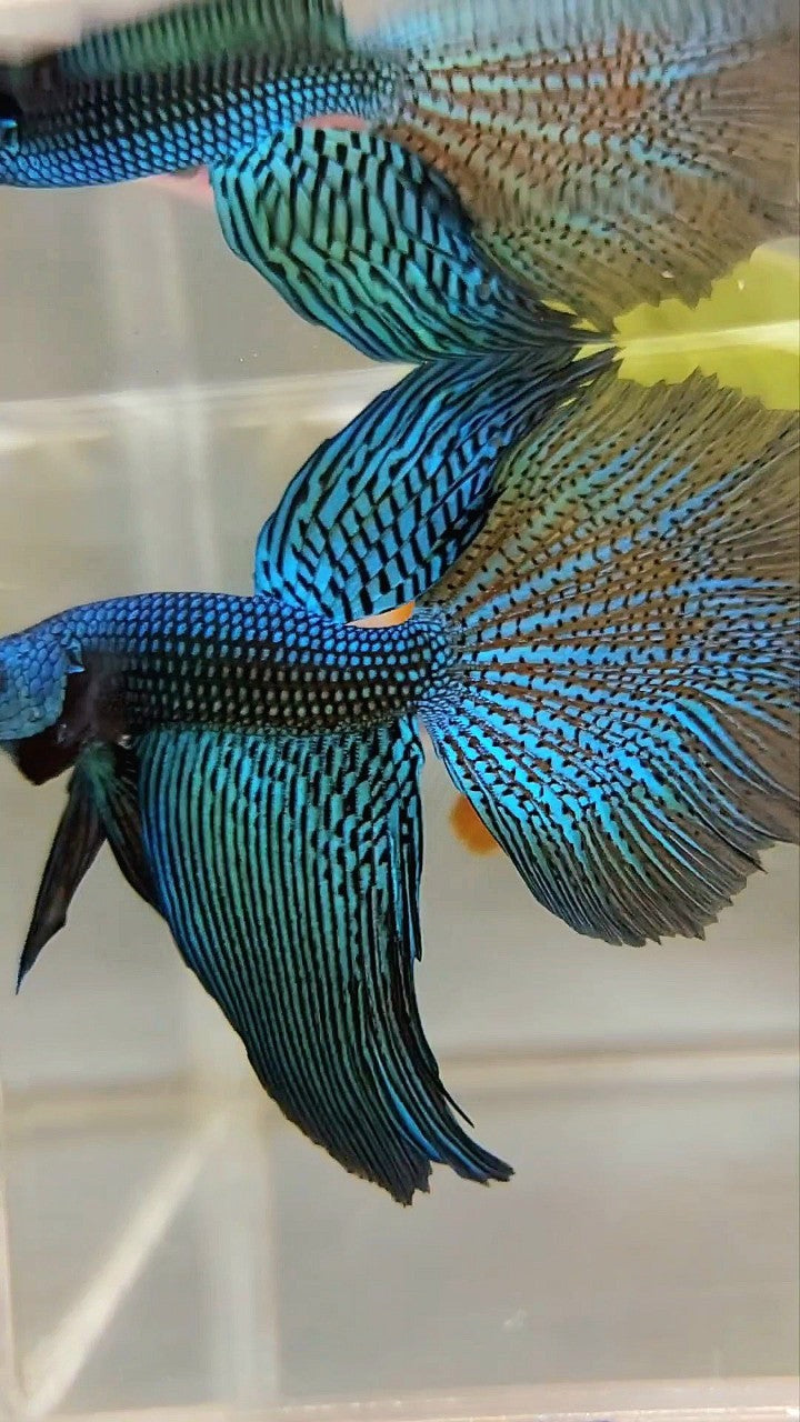 LUXURY XL HALFMOON ALIEN GREEN-BLUE HYBRID WILD BETTA FISH