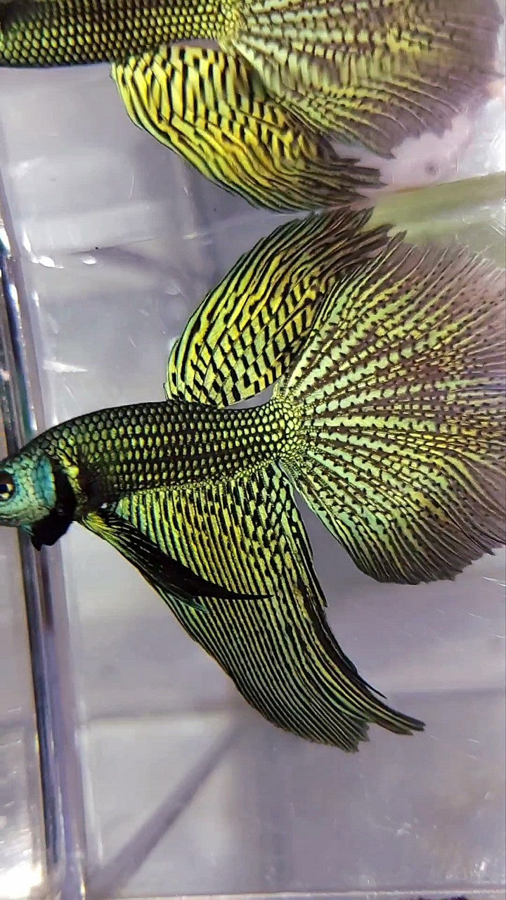 LUXURY XL HALFMOON ALIEN GREEN-BLUE HYBRID WILD BETTA FISH