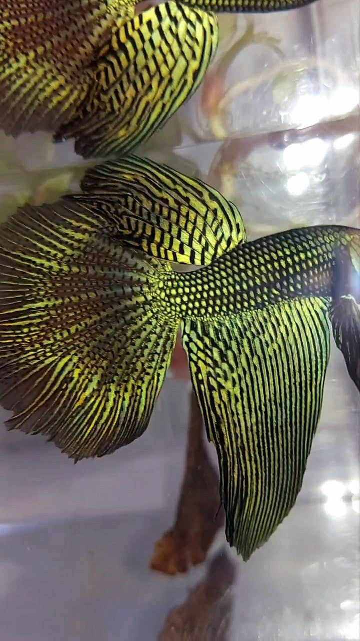 LUXURY XL HALFMOON ALIEN GREEN-BLUE HYBRID WILD BETTA FISH