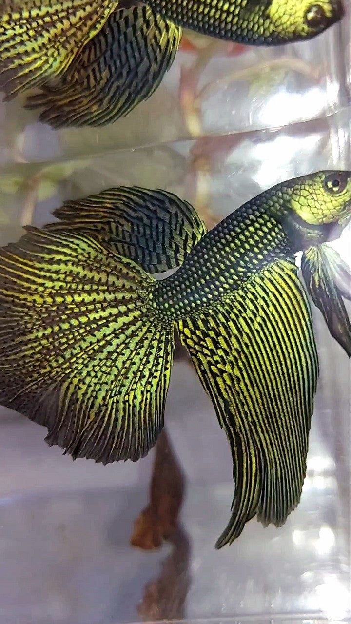 LUXURY XL HALFMOON ALIEN GREEN-BLUE HYBRID WILD BETTA FISH