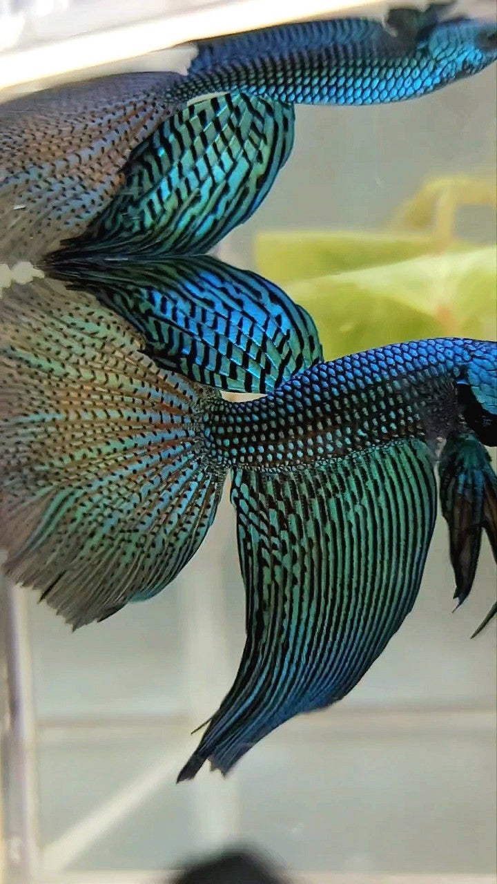 LUXURY XL HALFMOON ALIEN GREEN-BLUE HYBRID WILD BETTA FISH