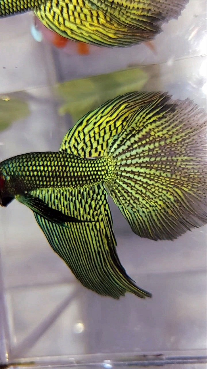 LUXURY XL HALFMOON ALIEN GREEN-BLUE HYBRID WILD BETTA FISH