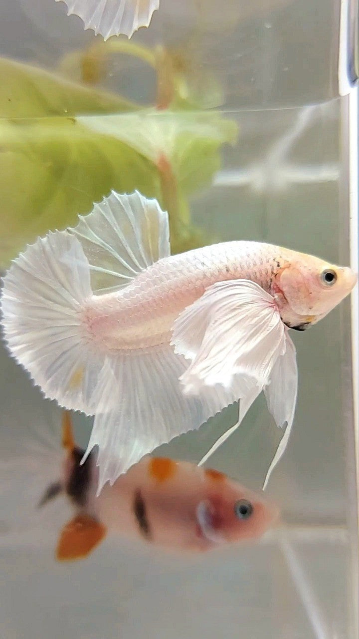 PLAKAT SUPER DUMBO EAR WHITE PLATINUM YELLOW WASH BETTA FISH