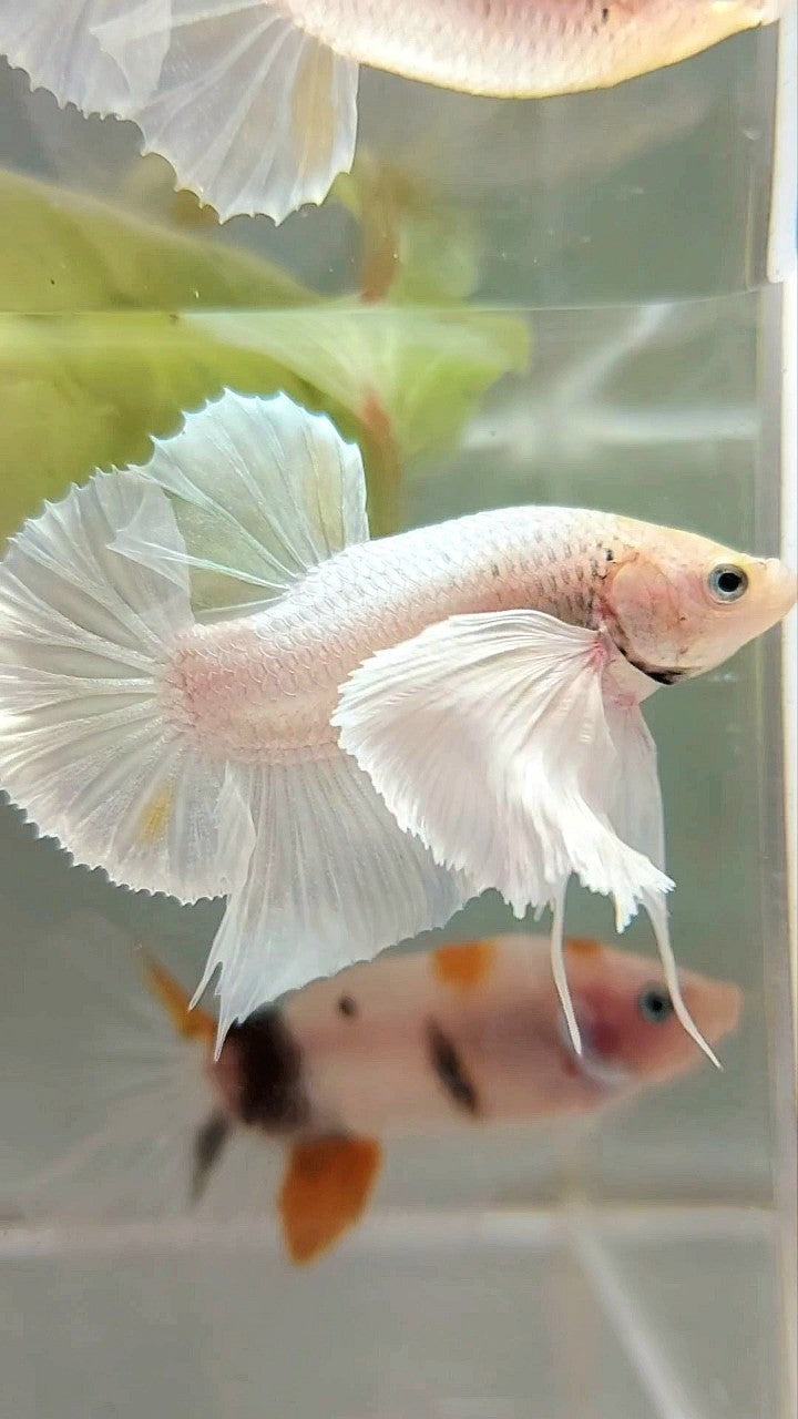 PLAKAT SUPER DUMBO OHR WEISS PLATIN GELB WASH BETTA FISH