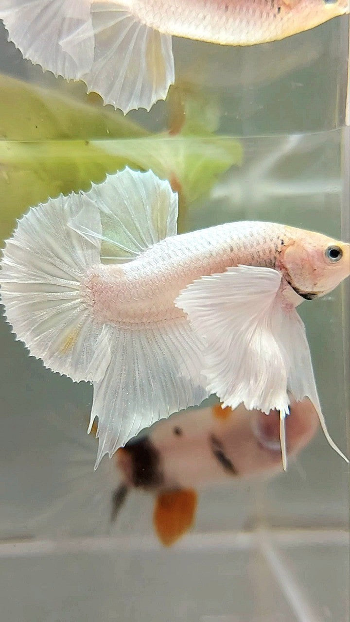 PLAKAT SUPER DUMBO EAR WHITE PLATINUM YELLOW WASH BETTA FISH