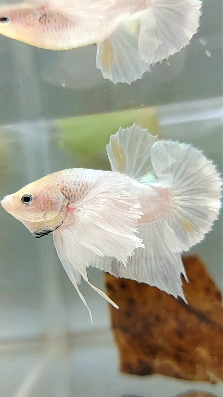 PLAKAT SUPER DUMBO OHR WEISS PLATIN GELB WASH BETTA FISH