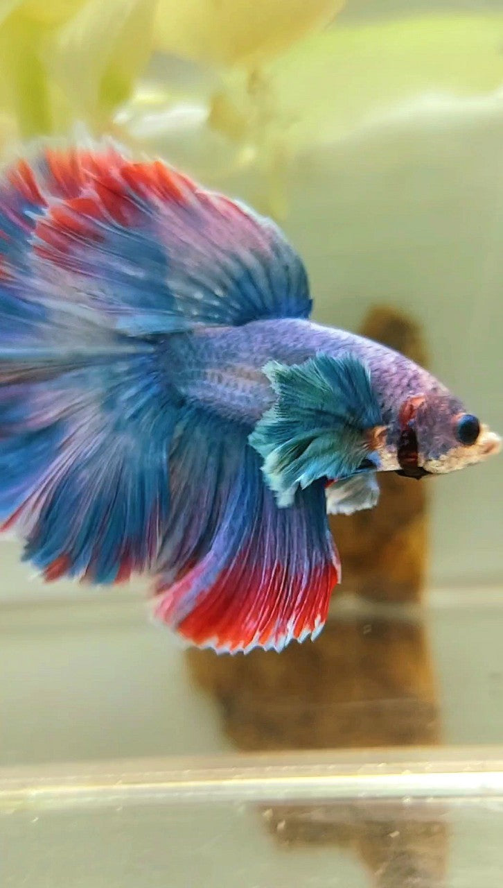 HALFMOON DUMBO EAR BLUE RED GRIZZLE BETTA FISH