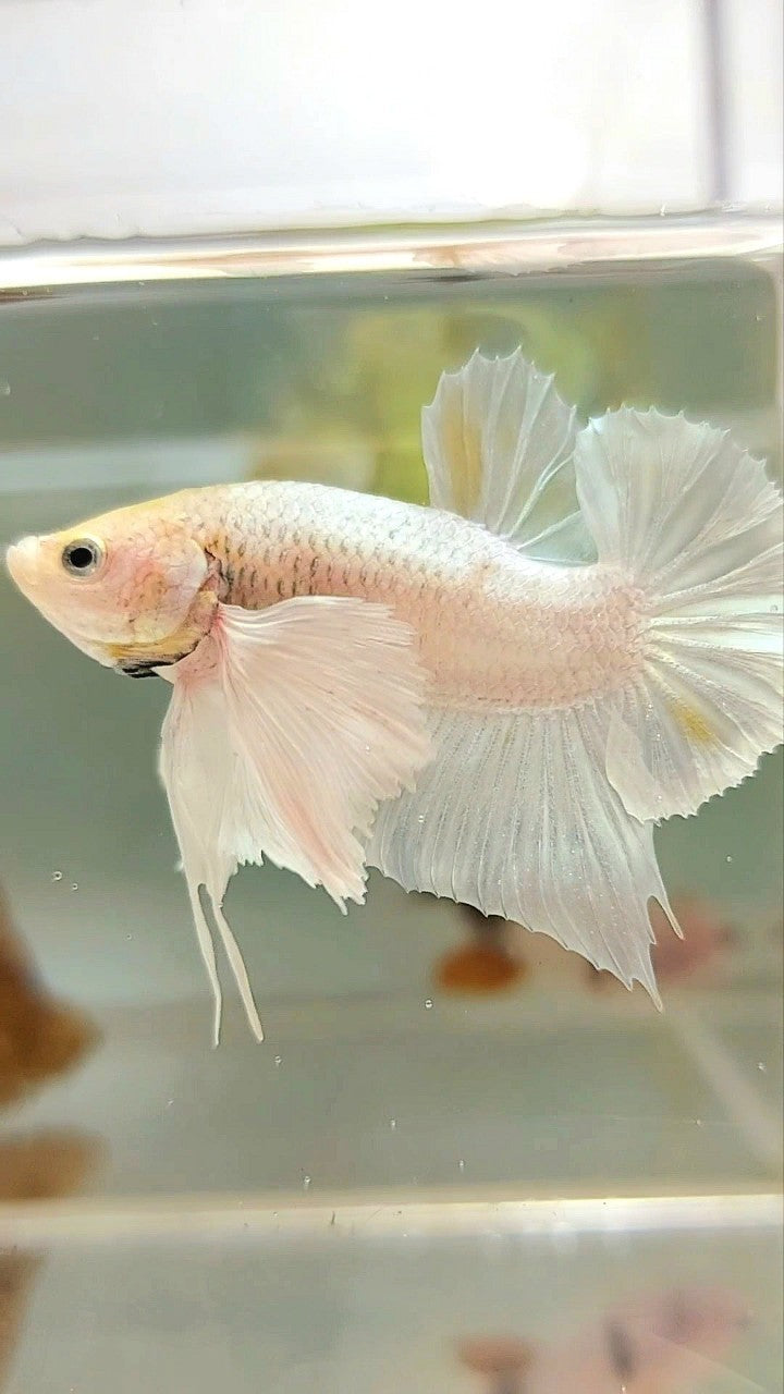 PLAKAT SUPER DUMBO OHR WEISS PLATIN GELB WASH BETTA FISH