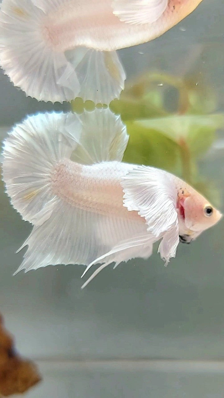 PLAKAT SUPER DUMBO OHR WEISS PLATIN GELB WASH BETTA FISH