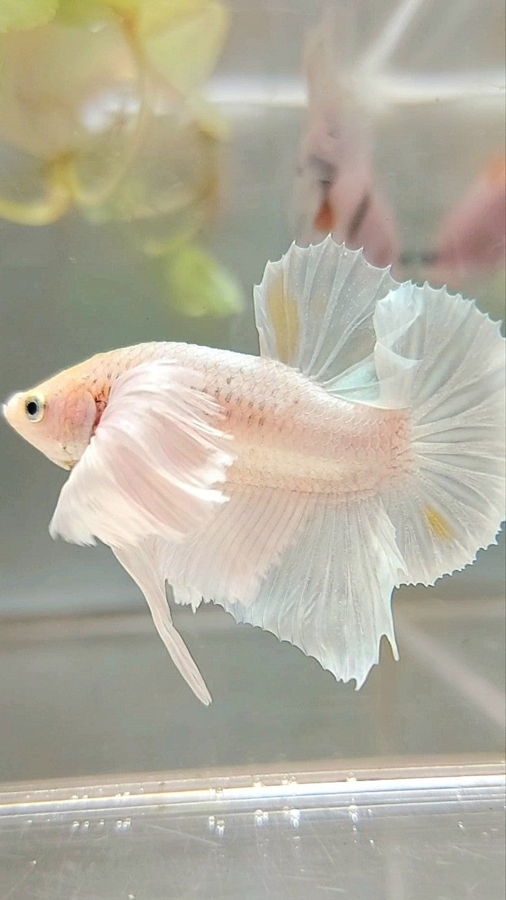 PLAKAT SUPER DUMBO EAR WHITE PLATINUM YELLOW WASH BETTA FISH