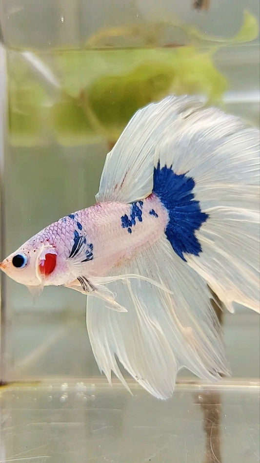 HALFMOON WHITE BLUE PATTERN BETTA FISH