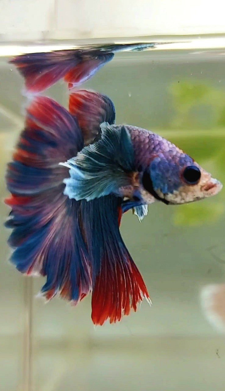 HALFMOON DUMBO OHR BLAUER ROTER GRIZZLE BETTA FISCH