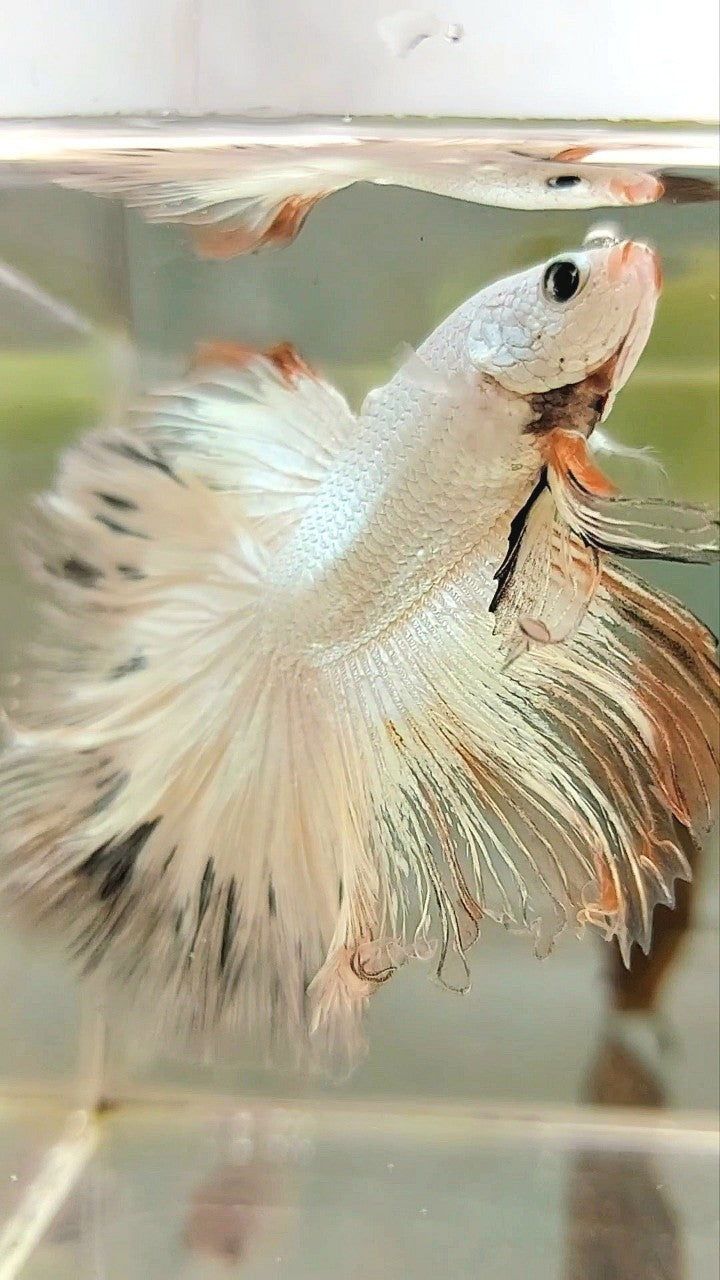 XL HALFMOON ROSETAIL WHITE ORANGE RIM UNIQUE BETTA FISH