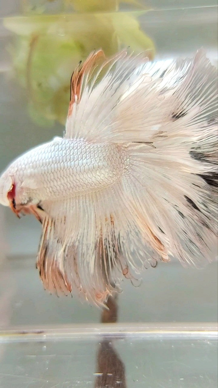 XL HALFMOON ROSETAIL WHITE ORANGE RIM UNIQUE BETTA FISH