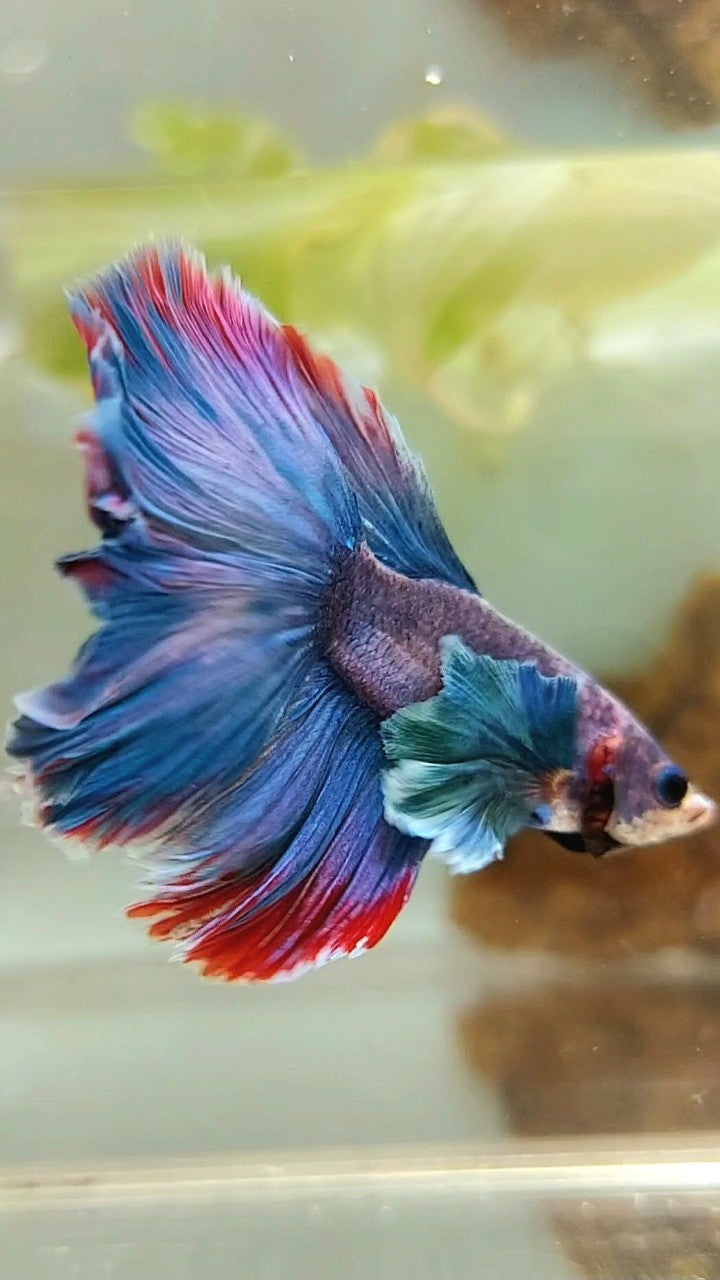 HALFMOON DUMBO OHR BLAUER ROTER GRIZZLE BETTA FISCH