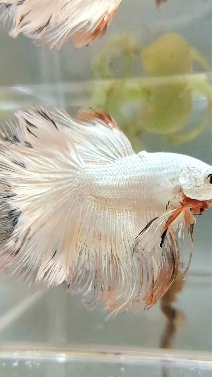 XL HALFMOON ROSETAIL WHITE ORANGE RIM UNIQUE BETTA FISH