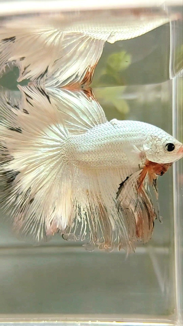 XL HALFMOON ROSETAIL WHITE ORANGE RIM UNIQUE BETTA FISH