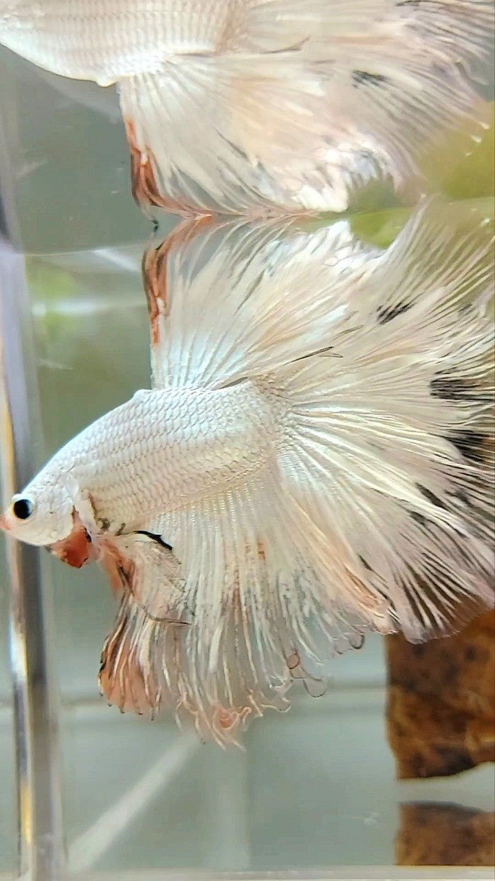 XL HALFMOON ROSETAIL WHITE ORANGE RIM UNIQUE BETTA FISH