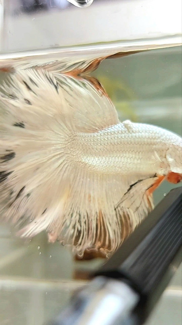 XL HALFMOON ROSETAIL WHITE ORANGE RIM UNIQUE BETTA FISH