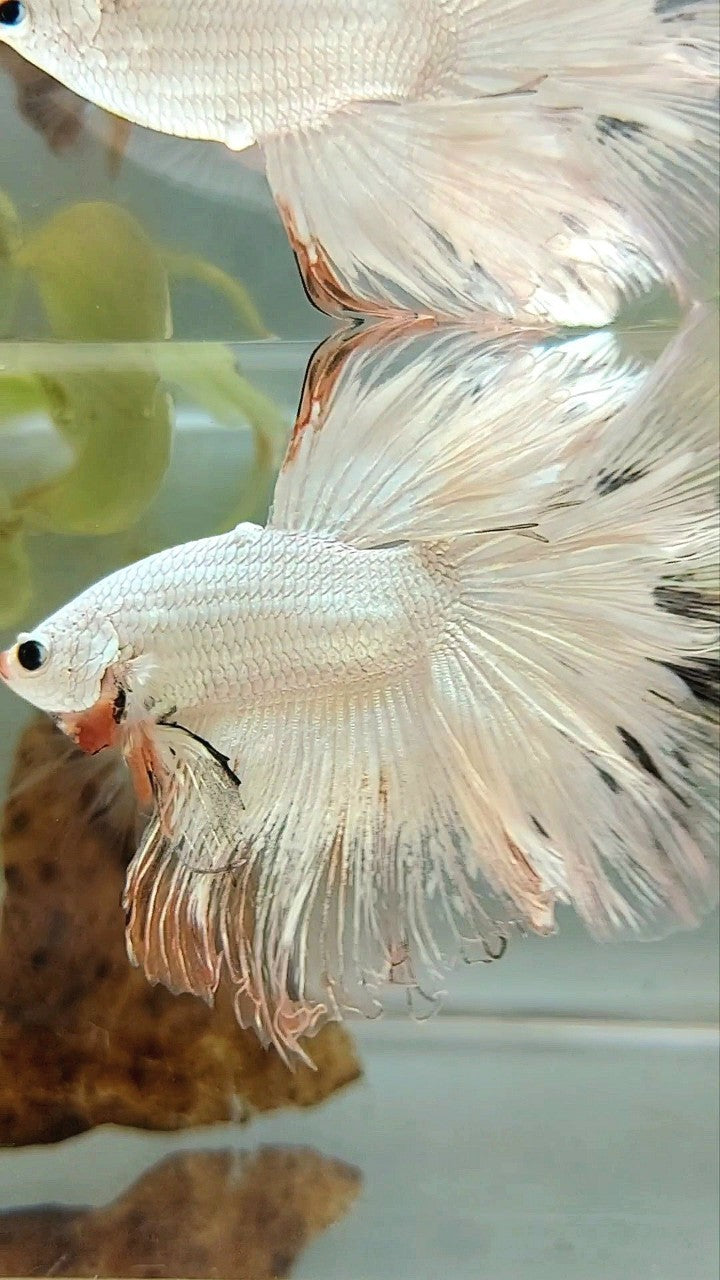 XL HALFMOON ROSETAIL WHITE ORANGE RIM UNIQUE BETTA FISH