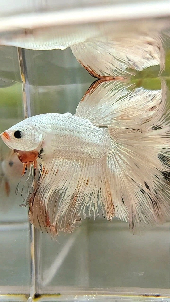 XL HALFMOON ROSETAIL WHITE ORANGE RIM UNIQUE BETTA FISH