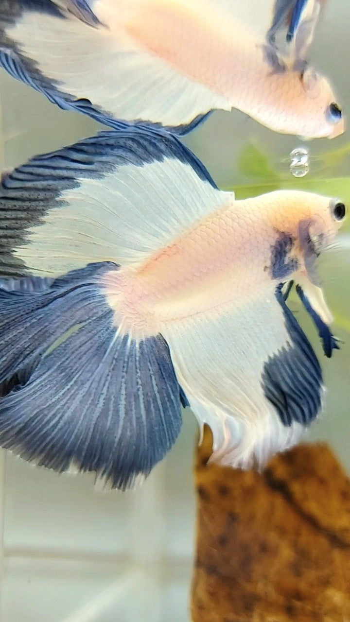 HALFMOON DOUBLE TAIL BLUE RIM BETTA FISH