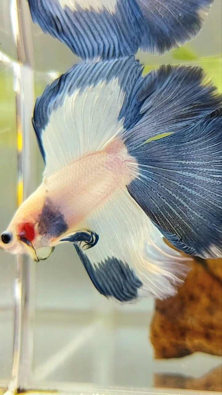 HALFMOON DOUBLE TAIL BETTA FISH MIT BLAUEM RIM