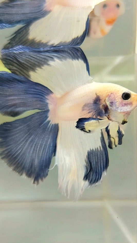 HALFMOON DOUBLE TAIL BLUE RIM BETTA FISH