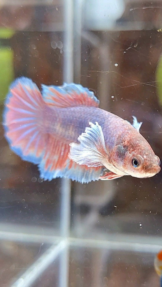 FEMALE HALFMOON DUMBO EAR PURPLE BETTA FISH