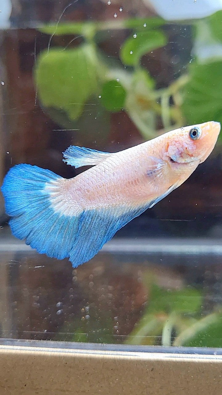 FEMALE HALFMOON BLUE RIM BICOLOR BETTA FISH