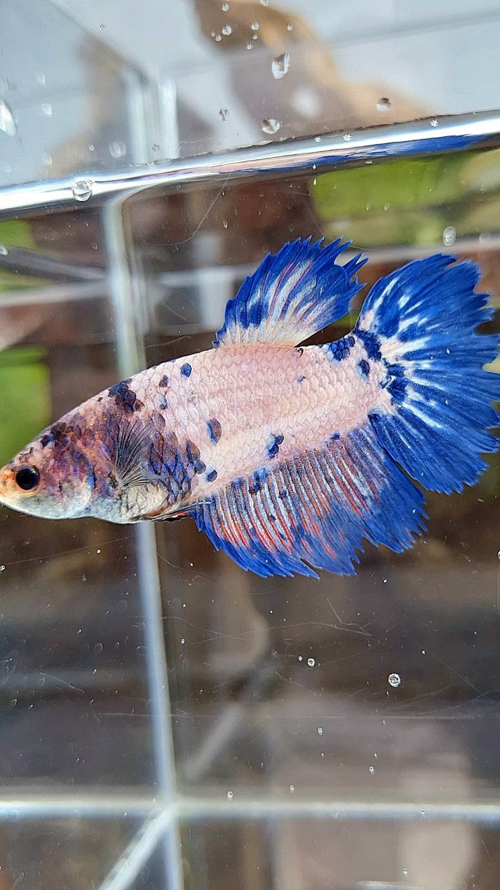 FEMALE GIANT HALFMOON BO 5CM+ CROWNTAIL PINK FLAMINGGO BLUE FANCY RIM BETTA FISH