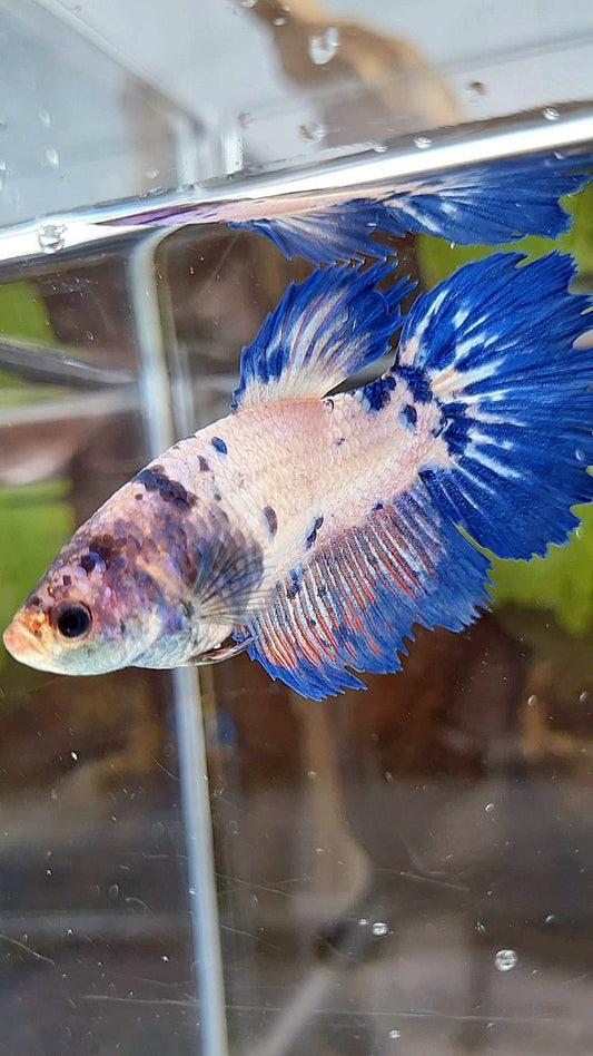 FEMALE XL HALFSUN CROWNTAIL PINK FLAMINGGO BLUE FANCY RIM BETTA FISH