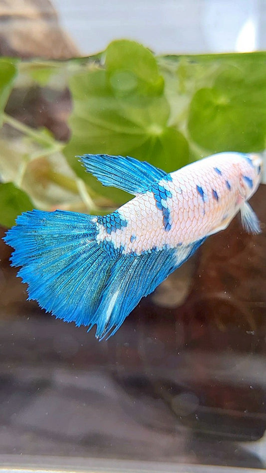 FEMALE XL HALFMOON WHITE BLUE MARBLE BETTA FISH