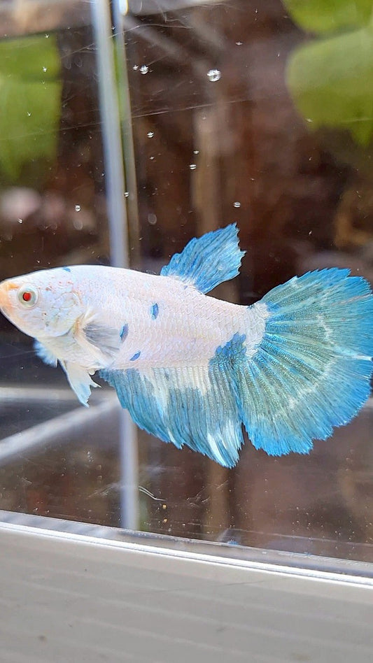 FEMALE XL HALFMOON WHITE BLUE MARBLE BETTA FISH