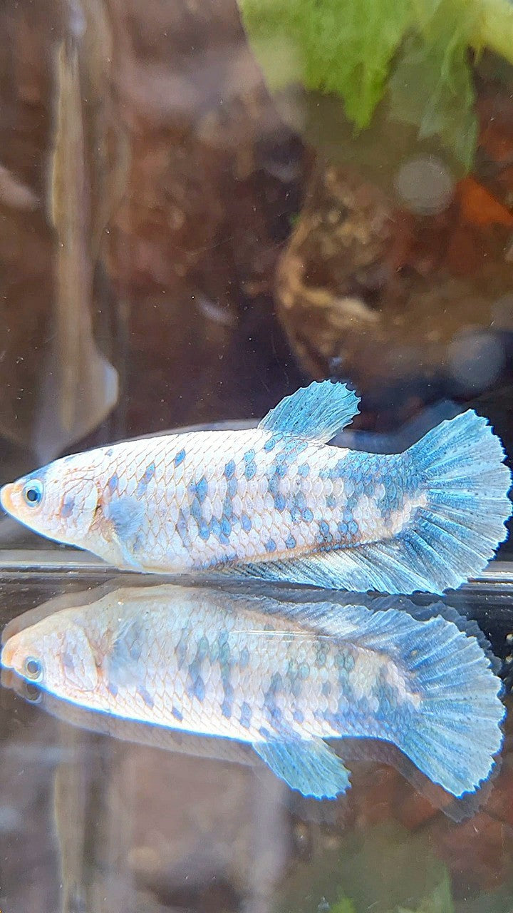 FEMALE XL PLAKAT WHITE BLUE MARBLE BETTA FISH