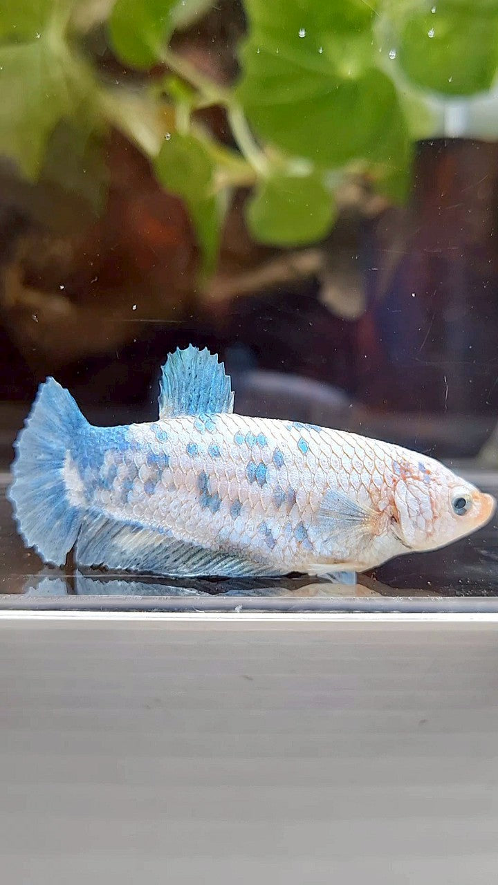 FEMALE XL PLAKAT WHITE BLUE MARBLE BETTA FISH