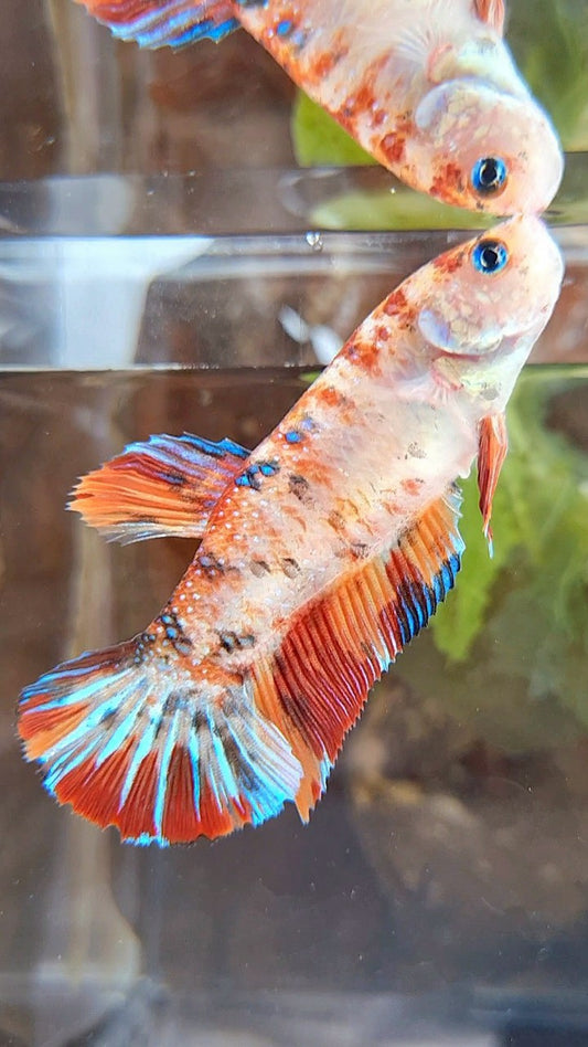 FEMALE GIANT PLAKAT BO 5CM+ ORANGE KOI MULTICOLOR  BETTA FISH
