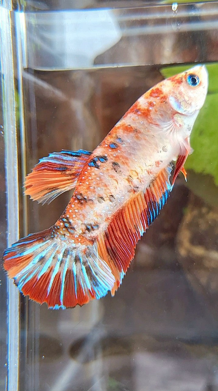 FEMALE GIANT PLAKAT BO 5CM+ ORANGE KOI MULTICOLOR  BETTA FISH