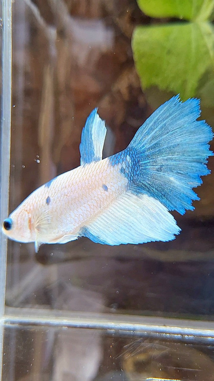 FEMALE XL HALFMOON WHITE BLUE MARBLE BETTA FISH